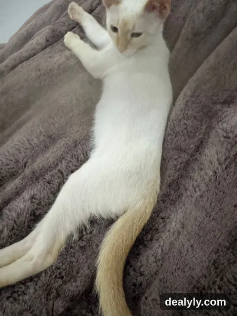 Type Thai (4 mois) - 1
