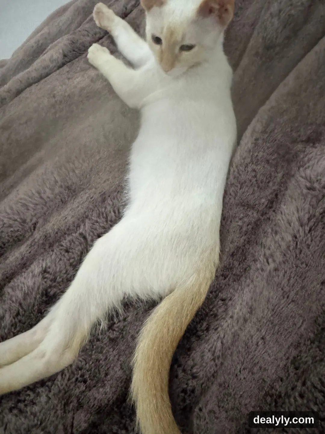 Type Thai (4 mois) - Photo 1