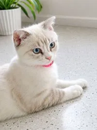 cat Scottish fold x (1 mois) — Photo 1