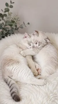 cat Scottish fold x (1 mois) — Photo 3